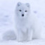 Winter Fox