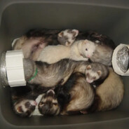 Crate O' Ferrets