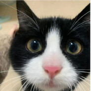 奶牛猫有几条腿