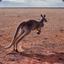 Kangaroo