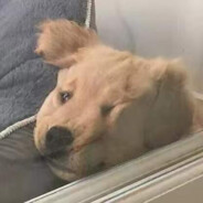 一只勤奋的狗子.