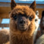 EL LLama