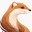 Mink