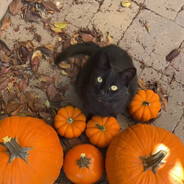 creeprat/tiktok avatar