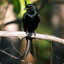 DronGo