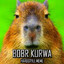 bobr kurwa