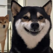 我真的吐了 800+