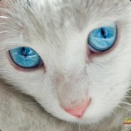 你是我的汽车人