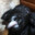 doggo