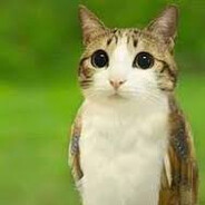 Meowl