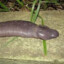 Penissnake