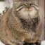 Manul Cat