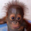 chimplove