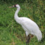 Whooping Crane