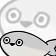 xiaohan avatar