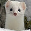 ArcticWeazel