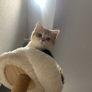 爱喝可乐的小仙女