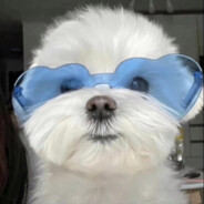 内向的伤心小狗