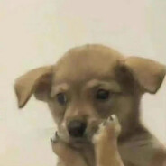 别追我了给你口就是了