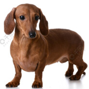 让我刷碗求你了