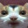 lol cat funny