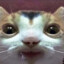 lol cat funny