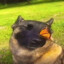 Butterfly dog