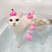 мистер флекс