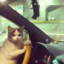 Kitten Driver69