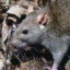 Rat