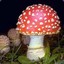 Amanita Muscaria