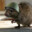 Raccoonman