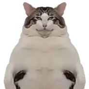 胖胖的猫