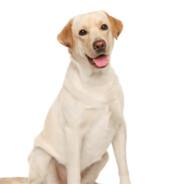 убийца смерти