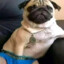 stinkyfatpug