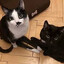 Laki PuSSy
