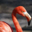 残血的Flamingo