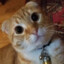 CraxyCats