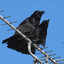 those who crow:
