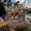 WarCat