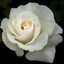 Ace_White