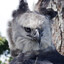 Your Harpy Eagle