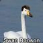 Swan Ronson
