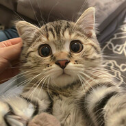 胡某某的一刀斩