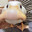 PsychoDuck