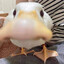 PsychoDuck