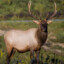 Casual Elk