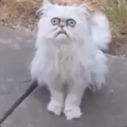 ffffffeeerrrr