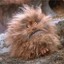 Fizzgig