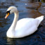 Swanling